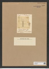 Chaetoceros lauderi Ralfs. (de-Toni-Nr.: Genus 149, Species 4134) Zeichnungen Sammlung Grunow Nr. 7690 (NHMW-BOT-W0376889)